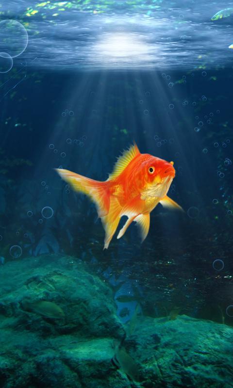 Goldfish Swim In Phone LWP