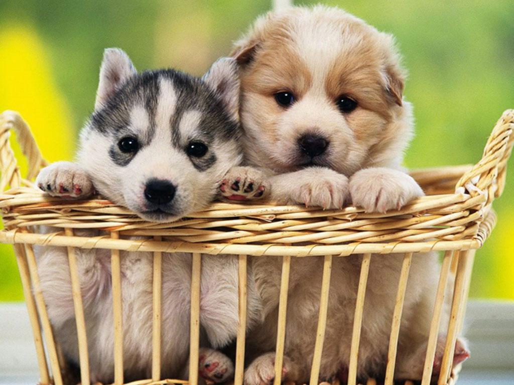 Free Puppy Dog Wallpaper