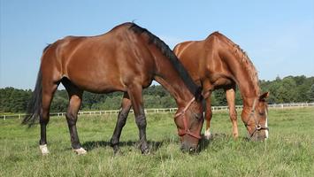 Video Touch - Animals