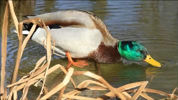 Video Touch - Animals