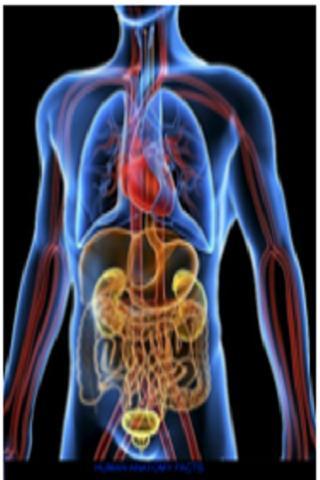 Human Anatomy Facts