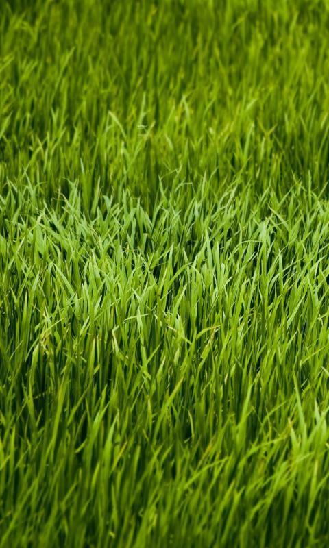 Grass Live Wallpaper
