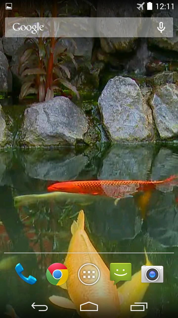 Koi Pond Video Live Wallpaper
