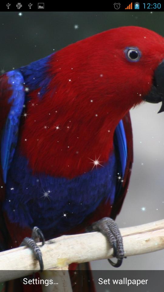 Parrot Live Wallpaper
