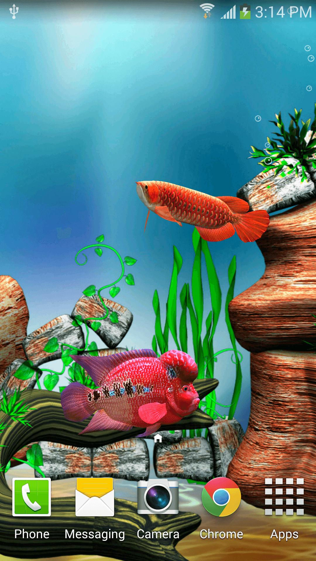 Arowana Fish 3D Live Wallpaper