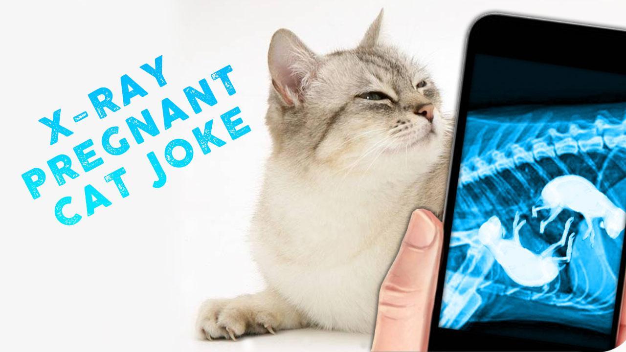 X-Ray Pregnant Cat Joke