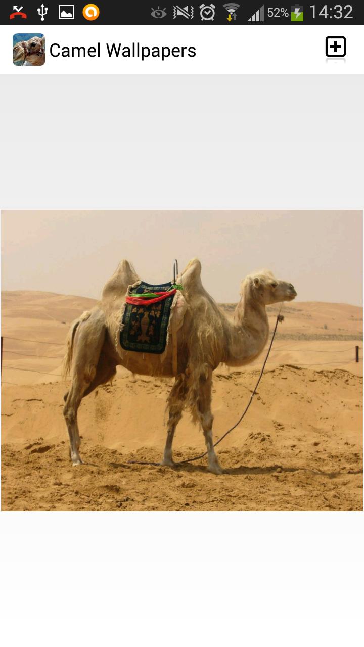 Camel Wallpapers