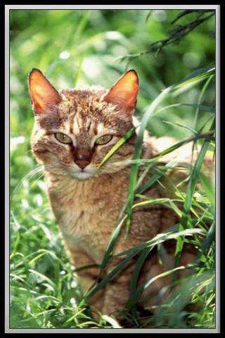 Cat translator